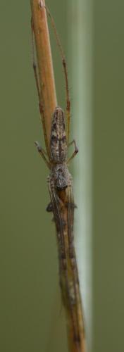 Tetragnatha nigrita